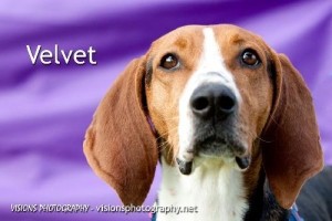 Velvet 2